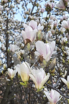 Magnolia Ãâ soulangeana in bloom